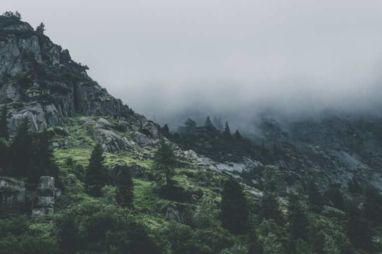 Start green leafed trees during fog time 167684.jpg